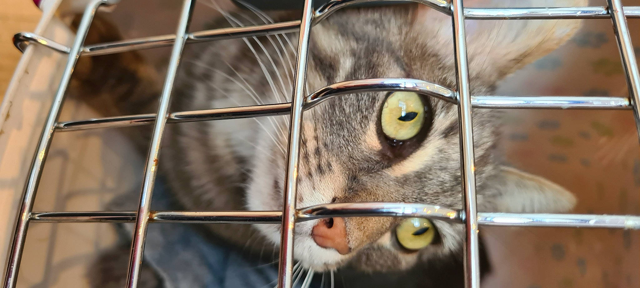 Yanki a rejoint le concours — aidez-le/la à gagner de superbes lots ! animal_shelter, carnivore, cat, close_up, domestic_short_haired_cat, fawn, felidae, fence, fur, grass, mammal, metal, pet_supply, photography, small_to_medium_sized_cats, snout, terrestrial_animal, vertebrate, whiskers, wildlife