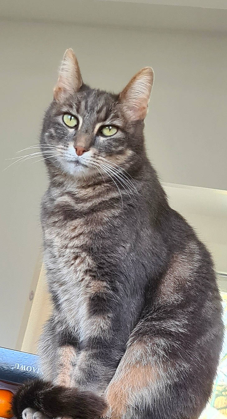 Yanki a rejoint le concours — aidez-le/la à gagner de superbes lots ! carnivore, cat, claw, domestic_short_haired_cat, felidae, fur, grey, paw, sitting, small_to_medium_sized_cats, snout, tail, terrestrial_animal, whiskers, wildlife, window