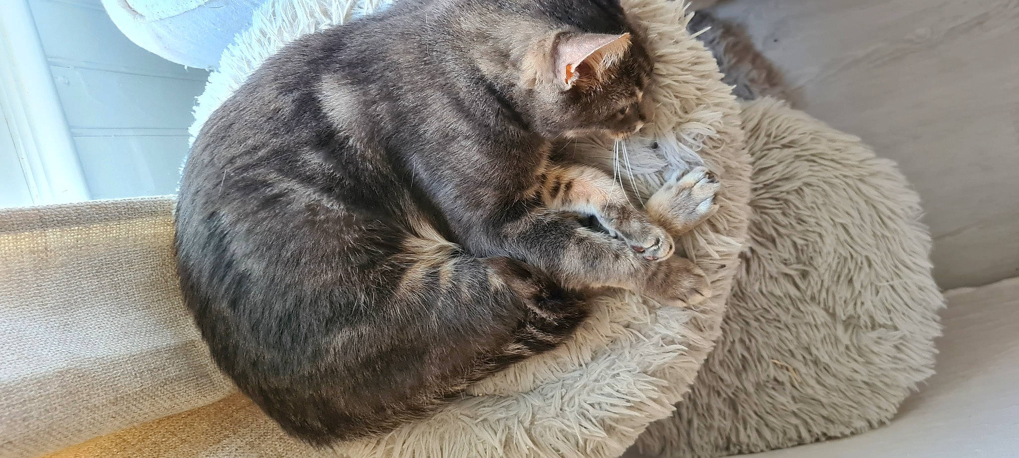 Yanki a rejoint le concours — aidez-le/la à gagner de superbes lots ! carnivore, cat, cat_supply, claw, comfort, domestic_short_haired_cat, felidae, fur, nap, paw, sleep, small_to_medium_sized_cats, snout, tail, terrestrial_animal, whiskers, wildlife