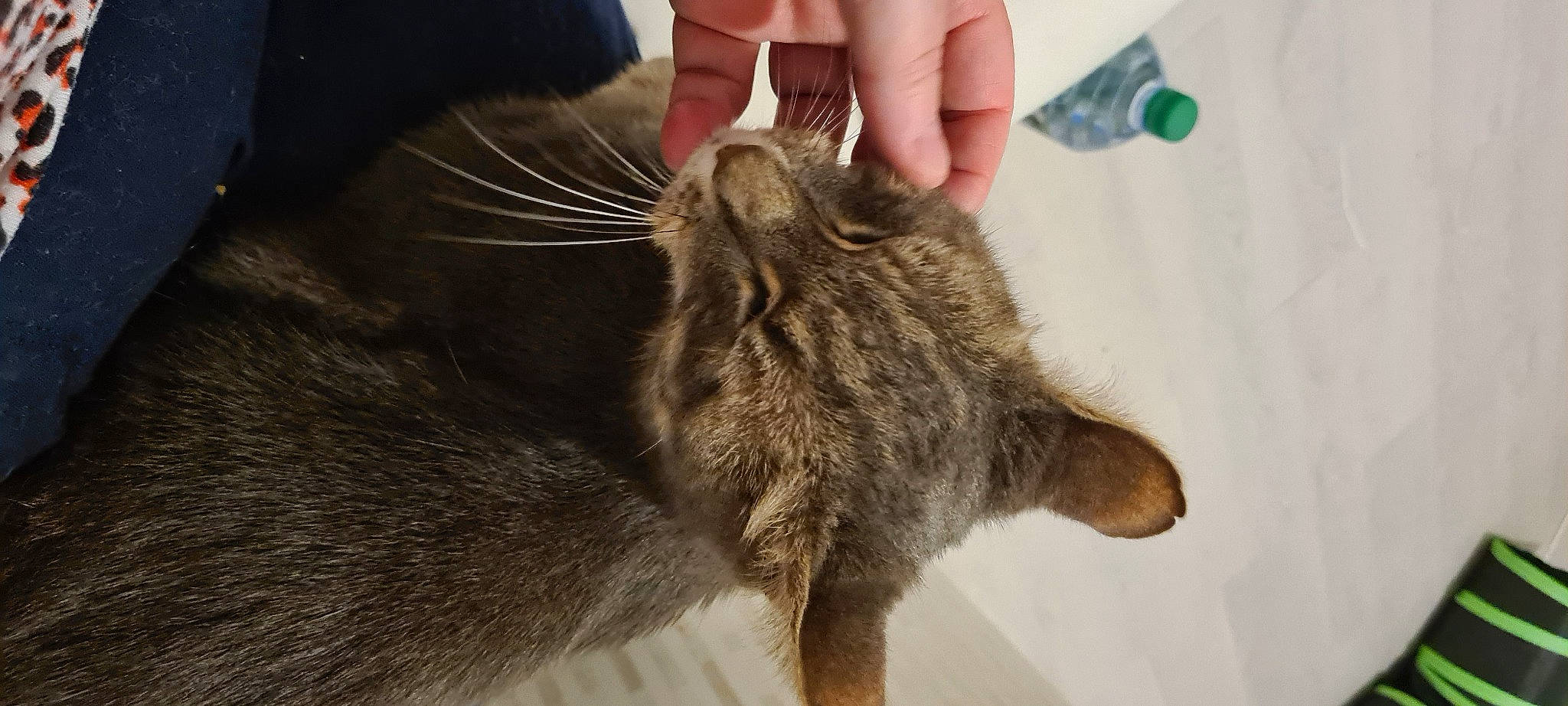 Yanki participe au concours pour gagner de l'argent avec cette photo : carnivore, cat, claw, comfort, domestic_short_haired_cat, ear, felidae, fur, gesture, hand, nail, small_to_medium_sized_cats, snout, terrestrial_animal, whiskers