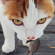 Suzie a rejoint le concours — aidez-le/la à gagner de superbes lots ! animal, cat, close_up, eyes, face, focus, fur, head, hunting, mammal, mouse, nature, nose, outdoor, pet, predator, prey, whiskers, wildlife, wooden_floor