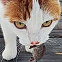 animal, cat, close_up, eyes, face, focus, fur, head, hunting, mammal, mouse, nature, nose, outdoor, pet, predator, prey, whiskers, wildlife, wooden_floor