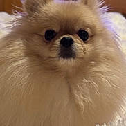 Schtroumpfette a rejoint le concours — aidez-le/la à gagner de superbes lots ! bed, blanket, close_up, cozy, cute, dog, domestic_animal, ears, eyes, fluffy, fur, furniture, indoor, nose, pet, pomeranian, portrait, small_dog, soft_texture, whiskers