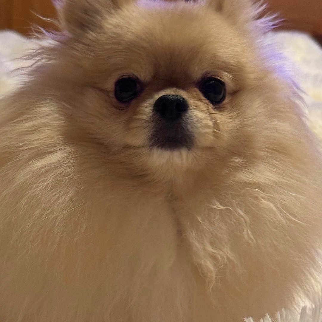 Schtroumpfette a rejoint le concours — aidez-le/la à gagner de superbes lots ! bed, blanket, close_up, cozy, cute, dog, domestic_animal, ears, eyes, fluffy, fur, furniture, indoor, nose, pet, pomeranian, portrait, small_dog, soft_texture, whiskers