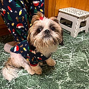 Pebbles is registered to the contest to win money with this photo: dog, pajamas, christmas_theme, holiday, indoor, green_floor, marble_floor, step_stool, cute, fluffy, small_dog, pet, decorative_bows, person, pajama_pants, festive, animal, flooring, wooden_wall, companion
