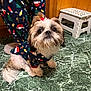 dog, pajamas, christmas_theme, holiday, indoor, green_floor, marble_floor, step_stool, cute, fluffy, small_dog, pet, decorative_bows, person, pajama_pants, festive, animal, flooring, wooden_wall, companion
