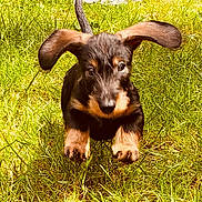 Benny participe au concours pour gagner de l'argent avec cette photo : animal, black_and_tan, black_fur, blanket, brown_fur, canine, cute, dog, floppy_ears, grass, nature, outdoor, pet, playful, portrait, puppy, running, sitting, sunlight, yard