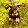 animal, black_and_tan, black_fur, blanket, brown_fur, canine, cute, dog, floppy_ears, grass, nature, outdoor, pet, playful, portrait, puppy, running, sitting, sunlight, yard