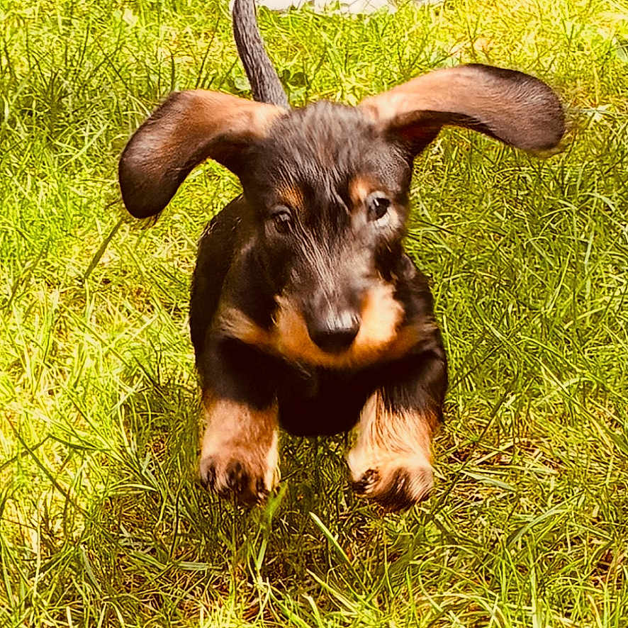 Benny