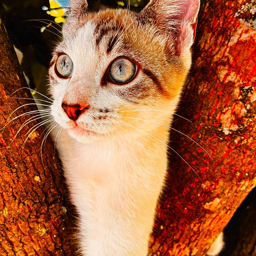 Sumo participe au concours pour gagner de l'argent avec cette photo : cat, kitten, animal, pet, feline, portrait, close_up, tree, bark, branches, leaves, outdoors, forest, nature, golden_light, whiskers, ears, eyes, standing, colorful