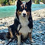 dog, outdoor, river, rocks, water, leash, nature, forest, pet, animal, sitting, fur, canine, daylight, scenic, portrait, friendly, curious, black, white