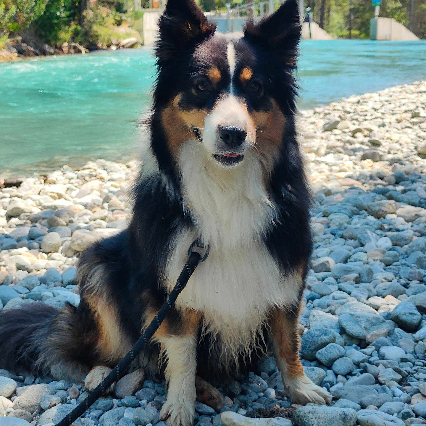 Tess a rejoint le concours — aidez-le/la à gagner de superbes lots ! animal, black, canine, curious, daylight, dog, forest, friendly, fur, leash, nature, outdoor, pet, portrait, river, rocks, scenic, sitting, water, white