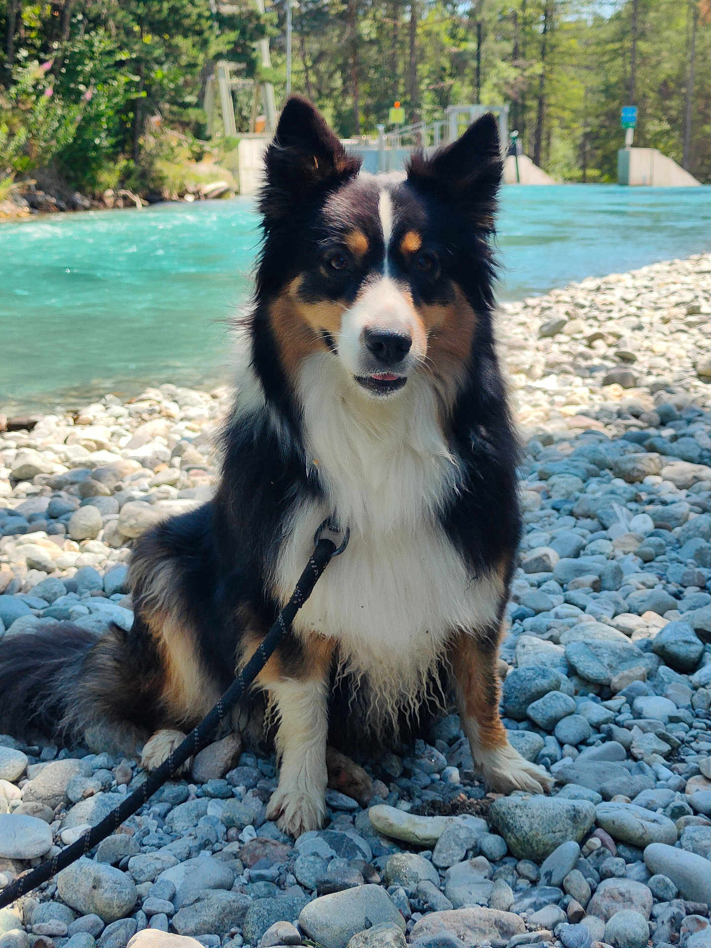 Tess a rejoint le concours — aidez-le/la à gagner de superbes lots ! dog, outdoor, river, rocks, water, leash, nature, forest, pet, animal, sitting, fur, canine, daylight, scenic, portrait, friendly, curious, black, white