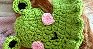 Tiga is registered to the contest to win money with this photo: cat, orange_cat, crocheted_hat, green_hat, frog_hat, sleeping, resting, pet, animal, furry, whiskers, ear, soft_texture, blanket, cute, cozy, indoors, close_up, knitted, handmade