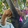 Tiga is registered to the contest to win money with this photo: animal, backyard, branch, cat, closeup, curious, exploring, fence, fluffy_tail, greenery, leafy, nature, orange_cat, outdoor, pet, pink_harness, sunlight, tree, trunk, wood