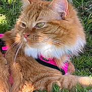 Tiga is registered to the contest to win money with this photo: animal, cat, closeup, cute, daylight, domestic_cat, feline, fluffy_fur, fur_texture, ginger_cat, grass, greenery, nature, outdoor, pet, pink_harness, relaxed, resting, sunlight, whiskers