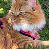 animal, cat, closeup, cute, daylight, domestic_cat, feline, fluffy_fur, fur_texture, ginger_cat, grass, greenery, nature, outdoor, pet, pink_harness, relaxed, resting, sunlight, whiskers