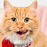 cat, orange_cat, fluffy, pet, animal, tongue_out, red_bow, close_up, whiskers, cute, indoor, feline, yellow_eyes, fur, face, domestic_cat, portrait, alert, expression, soft_background