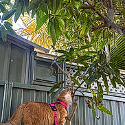 Tiga is registered to the contest to win money with this photo: cat, orange_cat, harness, tree, branch, leaves, outdoor, fence, greenery, curious, pet, animal, nature, daylight, garden, plant, wood, fur, domestic_cat, exploration