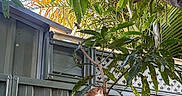 Tiga is registered to the contest to win money with this photo: animal, branch, cat, curious, daylight, domestic_cat, exploration, fence, fur, garden, greenery, harness, leaves, nature, orange_cat, outdoor, pet, plant, tree, wood