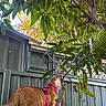 cat, orange_cat, harness, tree, branch, leaves, outdoor, fence, greenery, curious, pet, animal, nature, daylight, garden, plant, wood, fur, domestic_cat, exploration