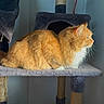 Tiga joined the competition — help win amazing prizes! cat, orange_cat, fluffy_cat, cat_tree, indoor, pet, feline, whiskers, fur, resting, looking_away, multi_level, scratching_post, cozy, domestic, animal, side_view, perched, quiet, calm