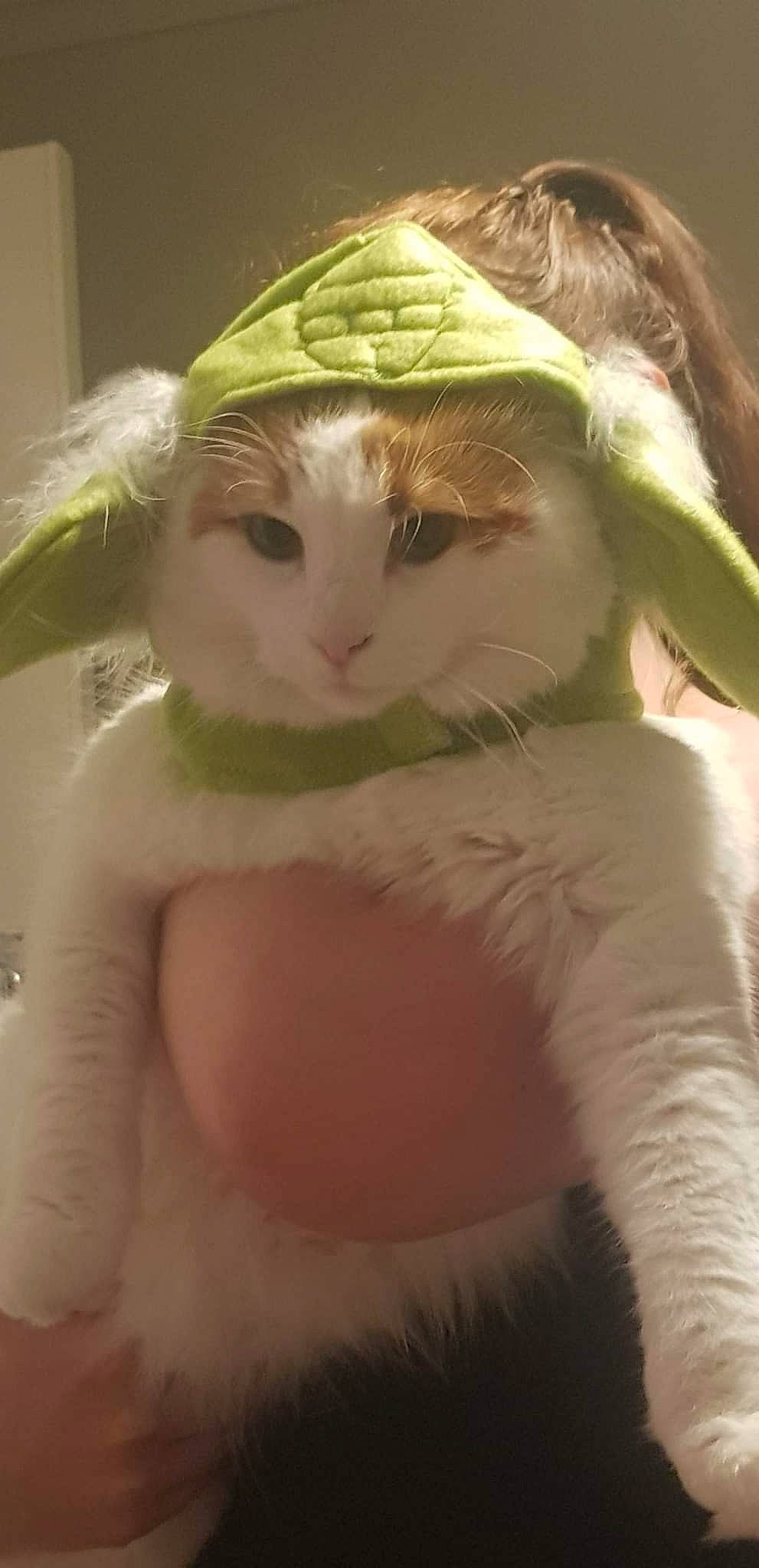 Kelvin is registered to the contest to win money with this photo: art, carnivore, cat, domestic_short_haired_cat, ear, eyelash, fawn, felidae, fur, gesture, hat, paw, small_to_medium_sized_cats, snout, tail, whiskers