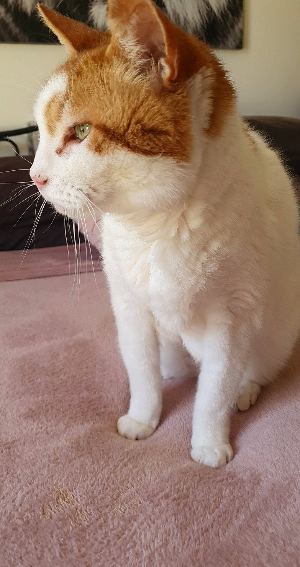 Oscar is registered to the contest to win money with this photo: carnivore, cat, claw, domestic_short_haired_cat, fawn, felidae, flooring, fur, paw, small_to_medium_sized_cats, tail, terrestrial_animal, whiskers, window, wood