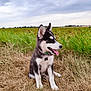 Aïko participe au concours pour gagner de l'argent avec cette photo : dog, puppy, husky, outdoor, grass, field, tongue_out, sitting, nature, canine, pet, animal, greenery, sky, cloudy, collar, playful, young, fur, ears