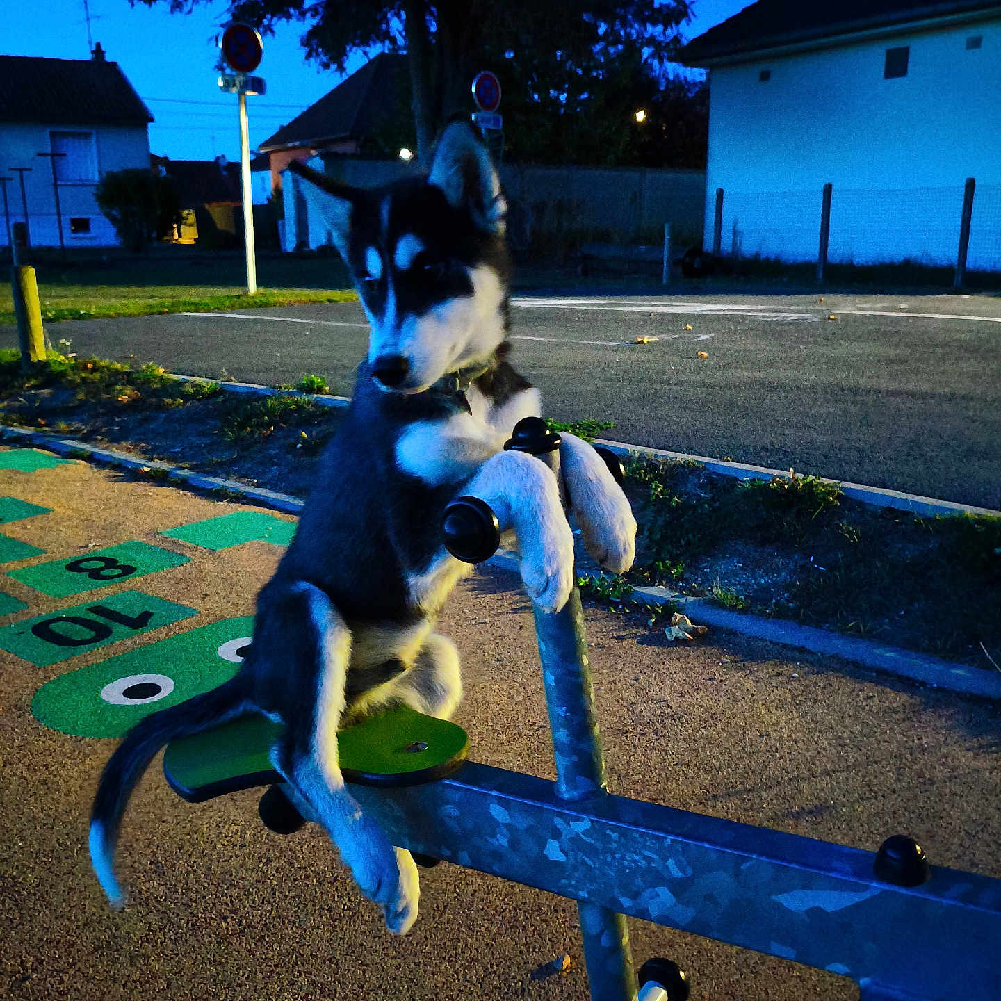 Aïko a rejoint le concours — aidez-le/la à gagner de superbes lots ! animal, blue_sky, curious, dog, evening, fence, fun, grass, husky, outdoor, park, pet, play, playground, puppy, residential, seesaw, side_view, street, young