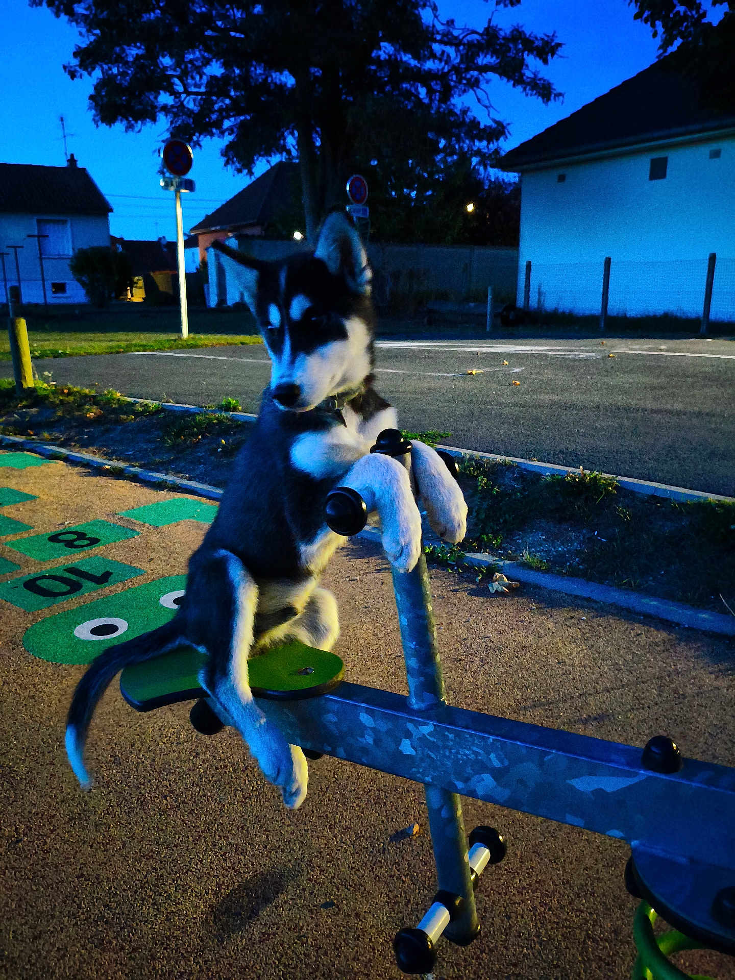 Aïko a rejoint le concours — aidez-le/la à gagner de superbes lots ! dog, puppy, husky, playground, seesaw, evening, outdoor, animal, pet, street, residential, play, curious, park, blue_sky, fence, grass, side_view, young, fun