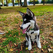 Aïko participe au concours pour gagner de l'argent avec cette photo : dog, puppy, husky, grass, park, trees, collar, tongue_out, sitting, outdoor, nature, leaf, happy, pet, animal, playground, daylight, young_dog, canine, fur