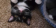 Loki is registered to the contest to win money with this photo: animal, bed, black_and_white, carpet, cat, cozy, curious, cute, domestic, feline, fur, indoor, mammal, paws, pet, playful, relaxed, small, upside_down, whiskers