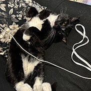 Loki joined the competition — help win amazing prizes! animal, black_and_white, cat, cord, couch, curled_paws, cute, feline, floral_pillow, fur, home, indoor, lying_down, paws, pet, relaxed, resting, tile_floor, tuxedo_cat, whiskers