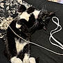animal, black_and_white, cat, cord, couch, curled_paws, cute, feline, floral_pillow, fur, home, indoor, lying_down, paws, pet, relaxed, resting, tile_floor, tuxedo_cat, whiskers