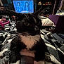 Loki joined the competition — help win amazing prizes! animal, black_and_white, blanket, cat, close_up, clutter, cozy, cushion, decorations, furniture, indoor, living_room, pet, relaxed, remote_control, retro, shelf, television, tuxedo_cat, whiskers