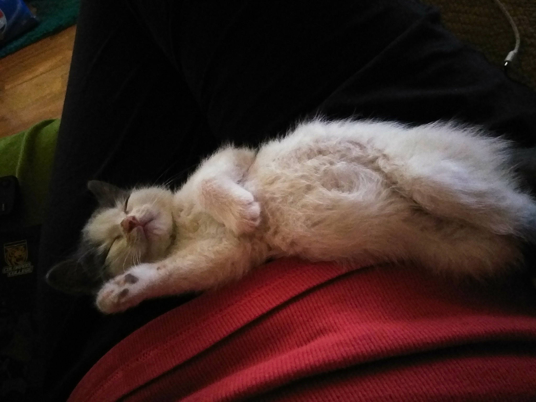 Jewels joined the competition — help win amazing prizes! bed, carnivore, cat, claw, comfort, couch, domestic_short_haired_cat, fawn, felidae, foot, fur, human_leg, linens, nap, paw, small_to_medium_sized_cats, snout, tail, whiskers, wood