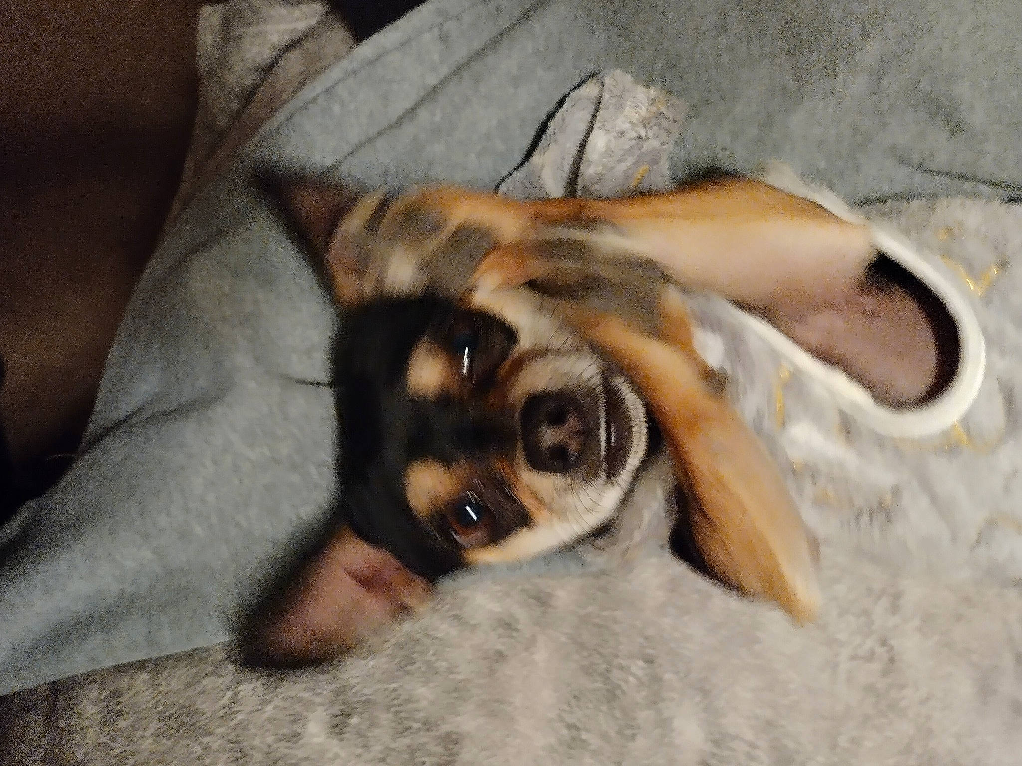 Peanut joined the competition — help win amazing prizes! canidae, carnivore, comfort, companion_dog, couch, dog, dog_breed, fawn, fur, guard_dog, linens, paw, smile, snout, sporting_group, terrestrial_animal, toy_dog, whiskers, wood, working_animal