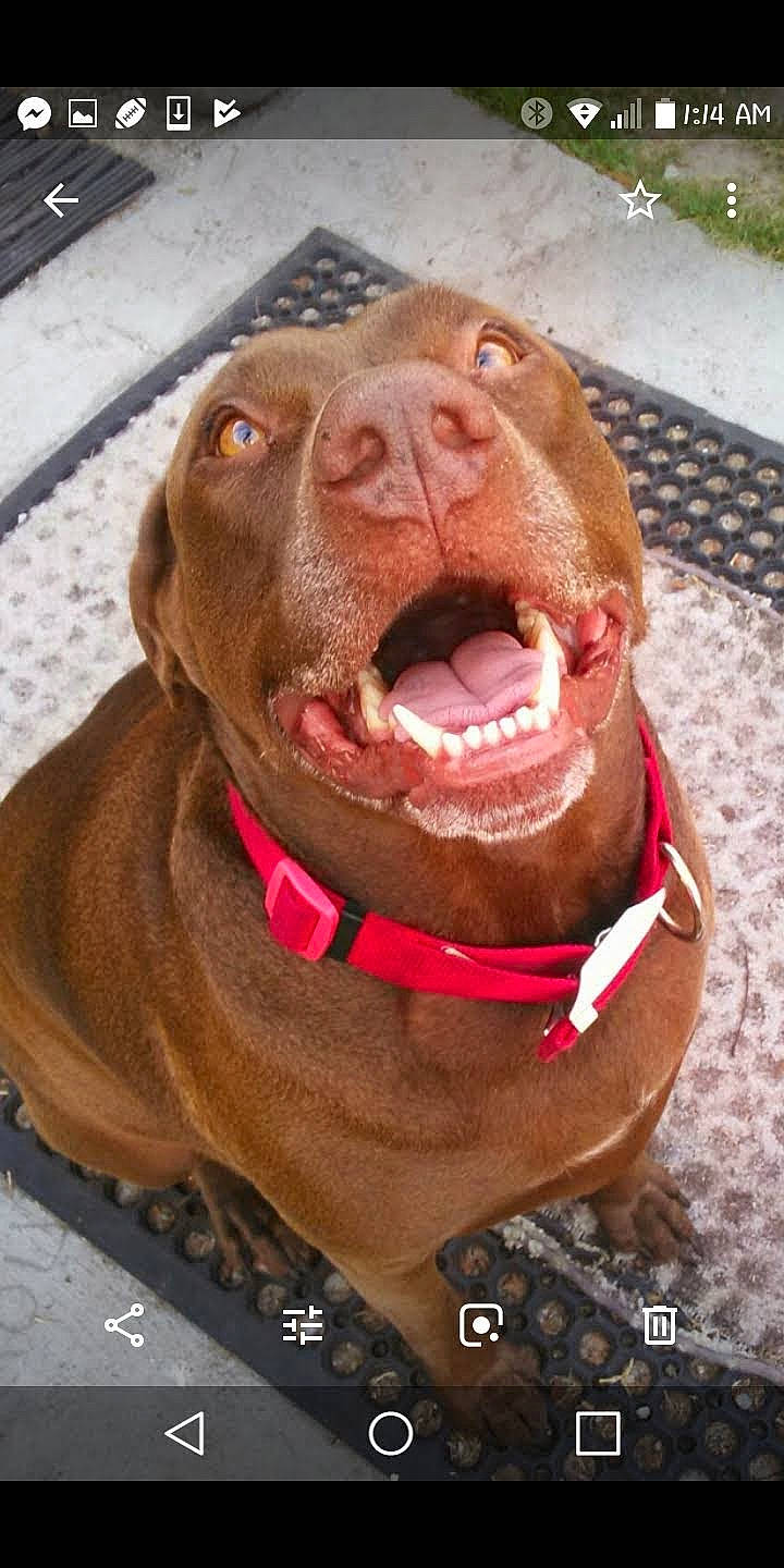 Chopper is registered to the contest to win money with this photo: canidae, carnivore, collar, companion_dog, dog, dog_breed, dog_collar, fawn, fur, jaw, leash, liver, pet_supply, smile, snout, sporting_group, terrestrial_animal, whiskers, working_animal, wrinkle