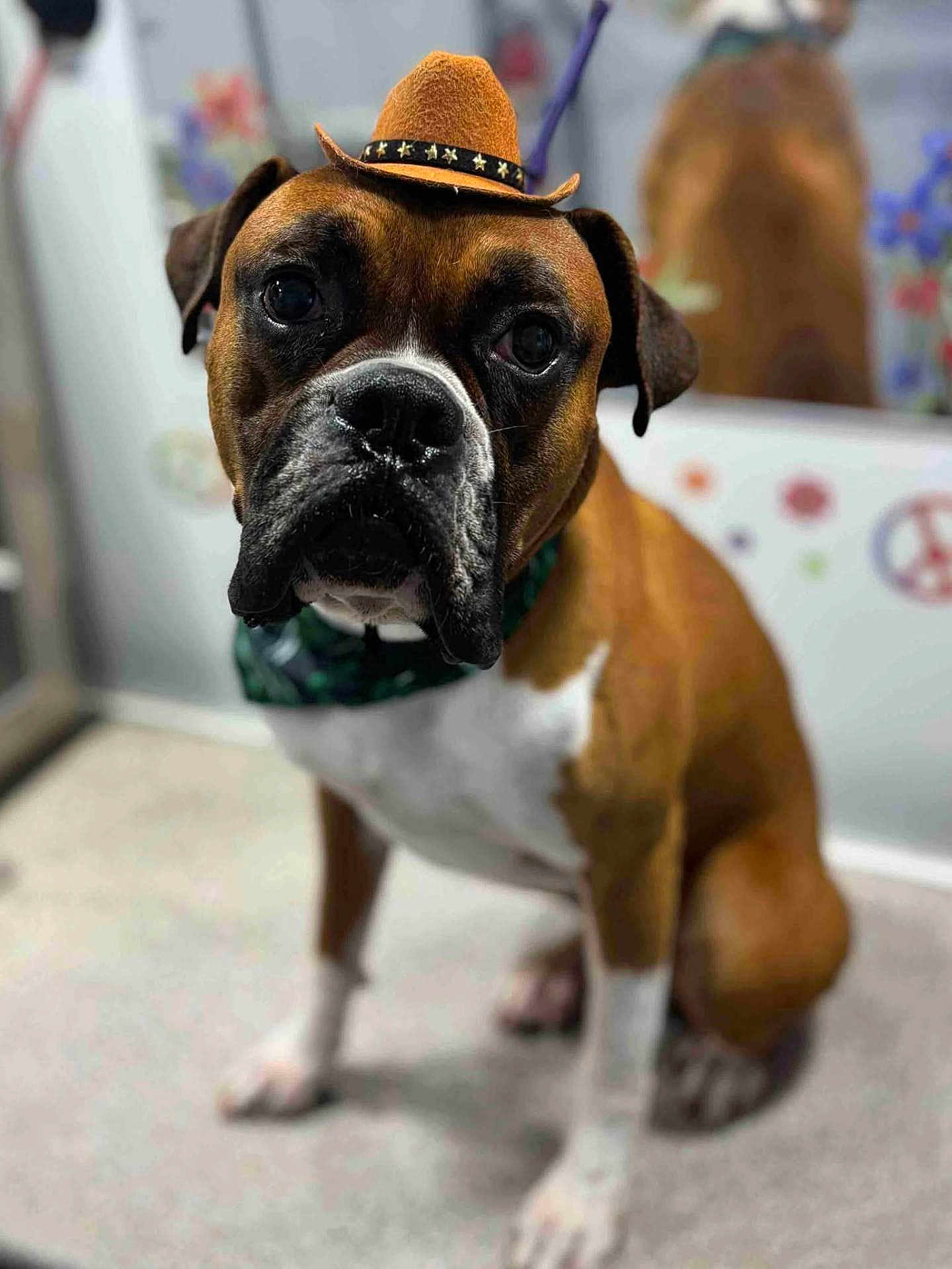 Bengi joined the competition — help win amazing prizes! dog, boxer, pet, cowboy_hat, tiny_hat, close_up, portrait, brown_coat, white_chest, collar, indoor, mirror, reflection, shallow_depth_of_field, blurred_background, expressive_eyes, wet_nose, whiskers, sitting, paw