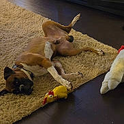 Bengi joined the competition — help win amazing prizes! dog, rug, hardwood_floor, toy, plush_toy, rubber_chicken, pet, belly_up, paw, collar, indoor, living_room, brown_coat, white_markings, relaxing, playful, stuffed_animal, furniture, floor_rug, canine_face