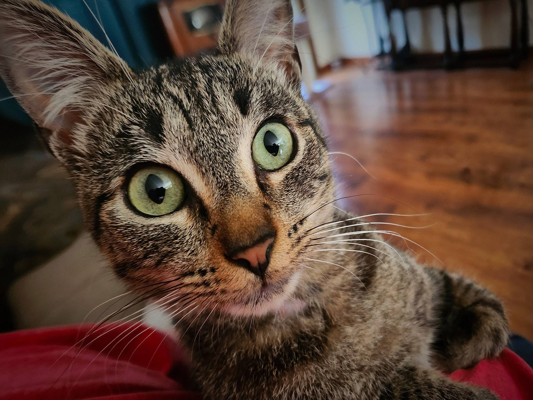 Alex is registered to the contest to win money with this photo: carnivore, cat, claw, close_up, domestic_short_haired_cat, felidae, flooring, fur, hardwood, paw, plank, small_to_medium_sized_cats, snout, terrestrial_animal, varnish, whiskers, window, wood, wood_flooring, wood_stain