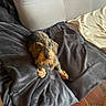 dog, puppy, wire_haired_dachshund, blanket, couch, indoor, pet, fur, cozy, resting, brown, black, animal, cute, small_dog, comfort, living_room, floor, relaxation, furniture