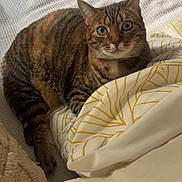 Olga participe au concours pour gagner de l'argent avec cette photo : animal, bed, blanket, cat, comfort, cozy, cute, domestic_cat, feline, fur, home, indoor, mammal, paws, pet, relaxed, resting, striped, tabby, whiskers