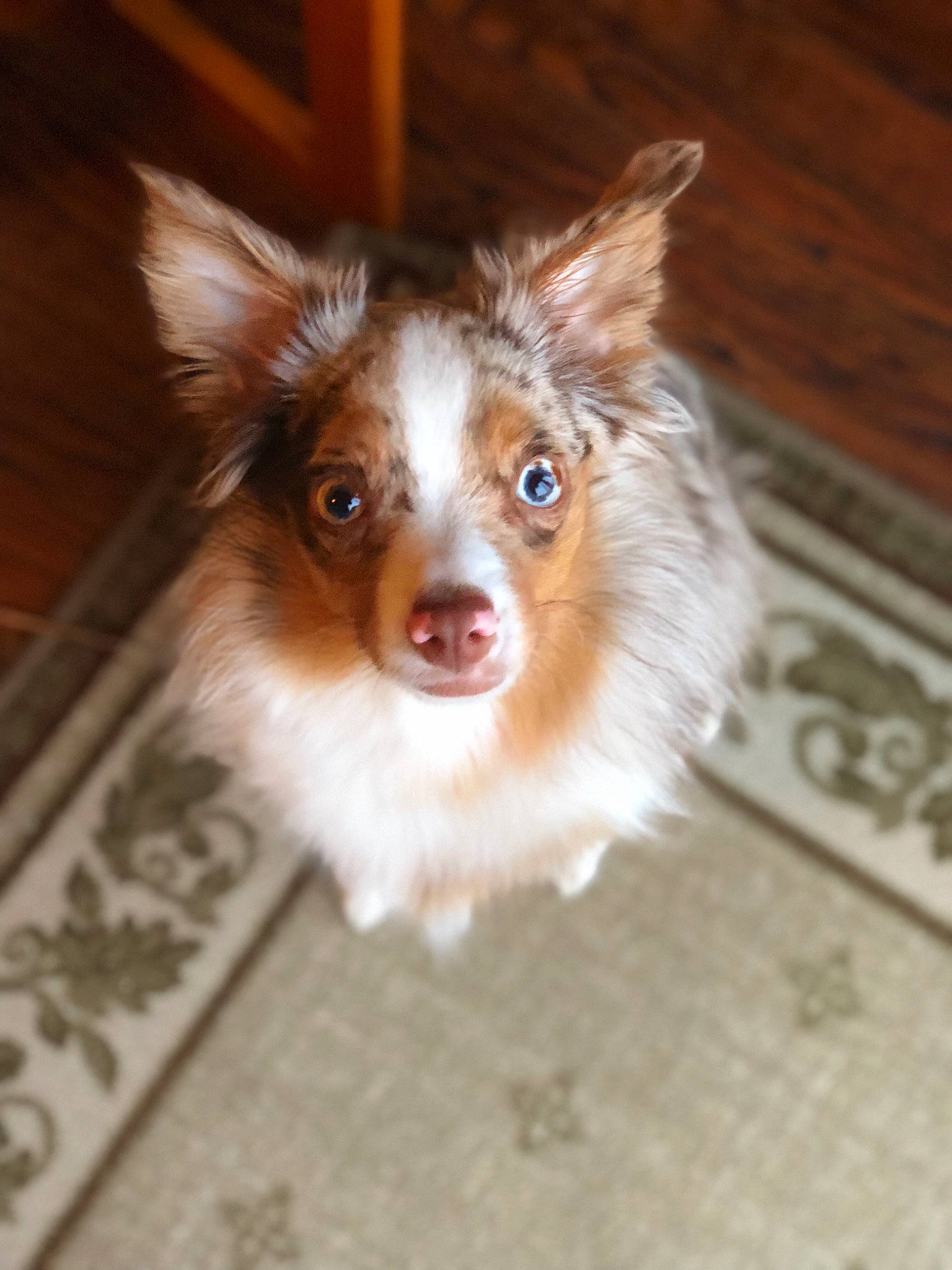 Dublin is registered to the contest to win money with this photo: australian_shepherd, canidae, carnivore, companion_dog, dog, dog_breed, ear, fawn, mammal, miniature_australian_shepherd, papillon, puppy, rare_breed_dog, shetland_sheepdog, snout, sporting_group, vertebrate, whiskers