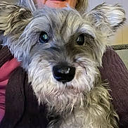 Dozier is registered to the contest to win money with this photo: animal, close_up, comfort, companion, cozy, cute, dog, ears, eyes, face, fluffy, fur, human, indoor, lap, nose, person, pet, portrait, sitting