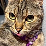 cat, tabby, close_up, green_eyes, pink_tongue, collar, purple_collar, pet, feline, whiskers, ears, fur, cute, animal, domestic_cat, indoor, mischievous, portrait, face, curious