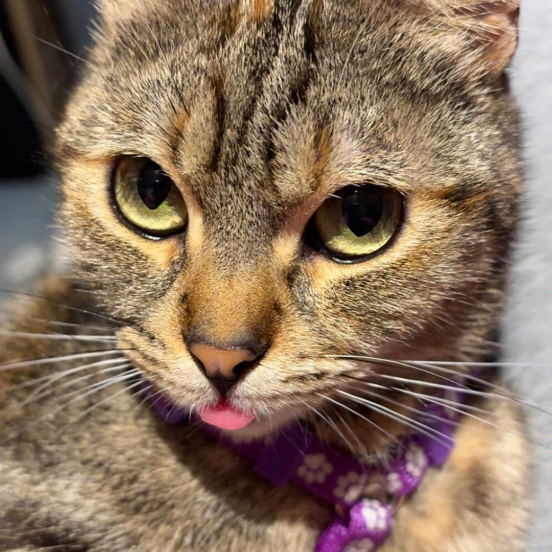 Skylla participe au concours pour gagner de l'argent avec cette photo : cat, tabby, close_up, green_eyes, pink_tongue, collar, purple_collar, pet, feline, whiskers, ears, fur, cute, animal, domestic_cat, indoor, mischievous, portrait, face, curious
