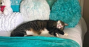Mr. Snuggles is registered to the contest to win money with this photo: bed, bedroom, blanket, cat, comfort, cozy, cushion, domestic, furniture, indoor, pet, pillow, relaxation, resting, sleeping, striped_cat, tabby, textile, wall_art, white_bed