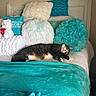 bed, bedroom, blanket, cat, comfort, cozy, cushion, domestic, furniture, indoor, pet, pillow, relaxation, resting, sleeping, striped_cat, tabby, textile, wall_art, white_bed